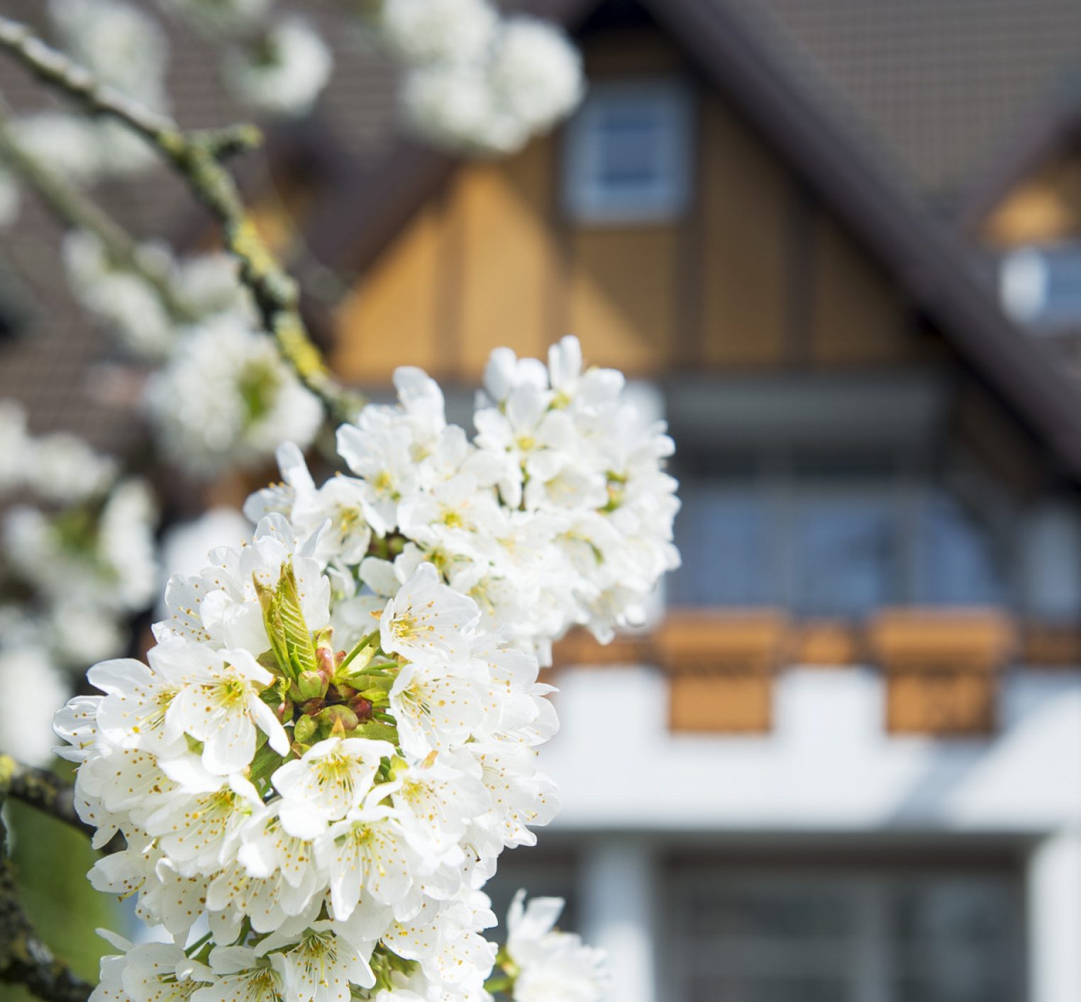 Kirschblüte am Landhotel Buller